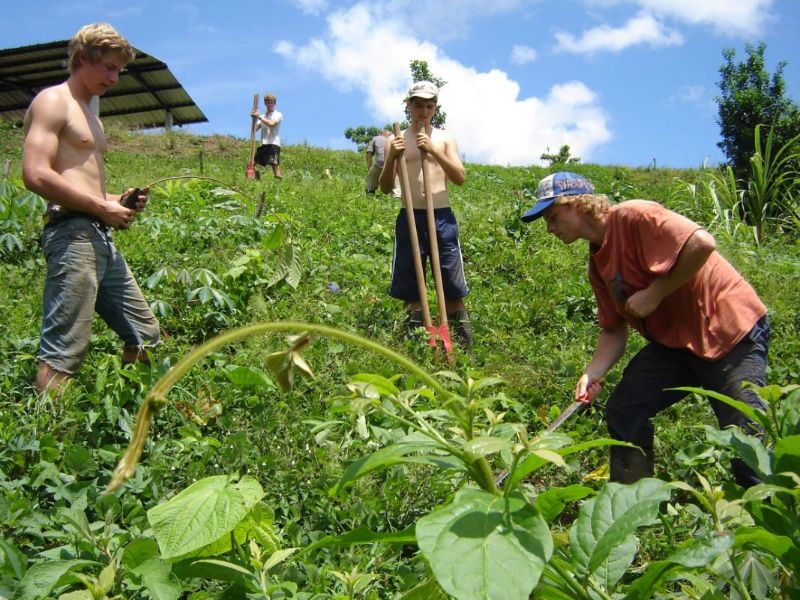 Plant Project  Força Renovada