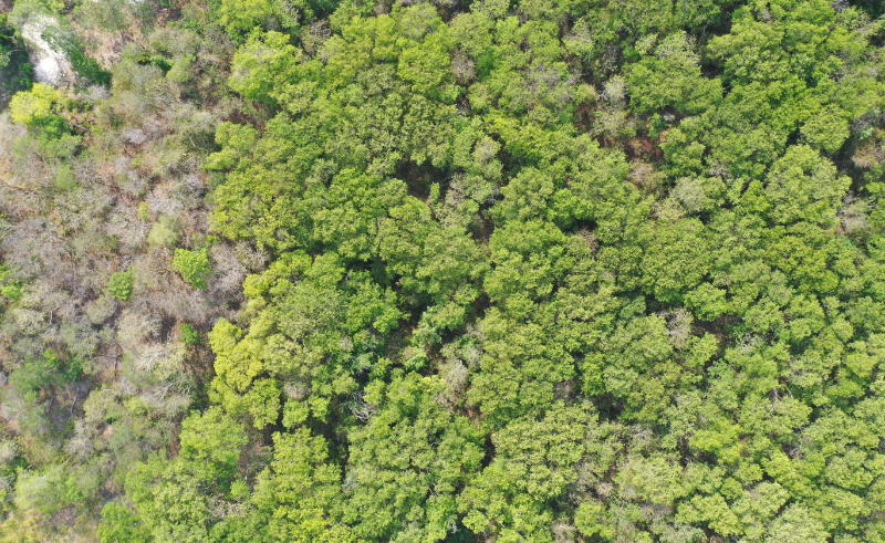 Yucatan Forest by Plant-for-the-Planet